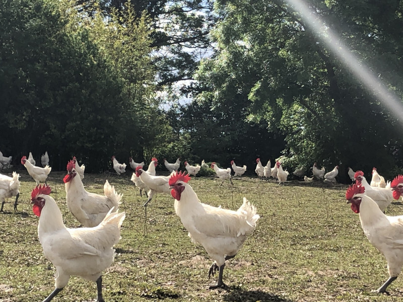 poulets-de-bresse-pre - Ferme de la Guyotte