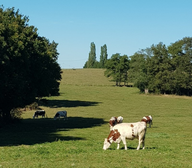 prairie-montpont-en-bresse-balade-verte-209131