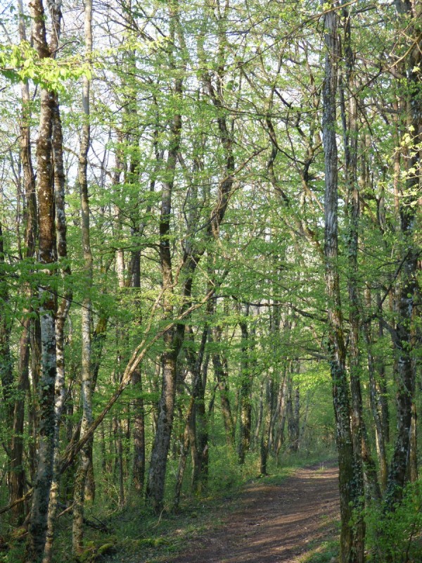 sentier-cuiseaux-179872