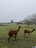 La Ferme des Rampes - © Gîtes de France / La Ferme des Rampes La Ferme des Rampes