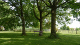 l'Iris des Marais