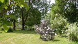 l'Iris des Marais