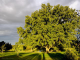 le Benouchon
