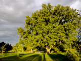Grand chêne dans le parc
