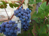 La vigne à l'entrée du gîte