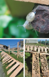 photo escargots