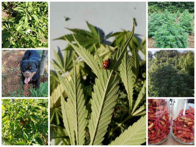 Productions chez Family Chanvre & Piment de Bresse