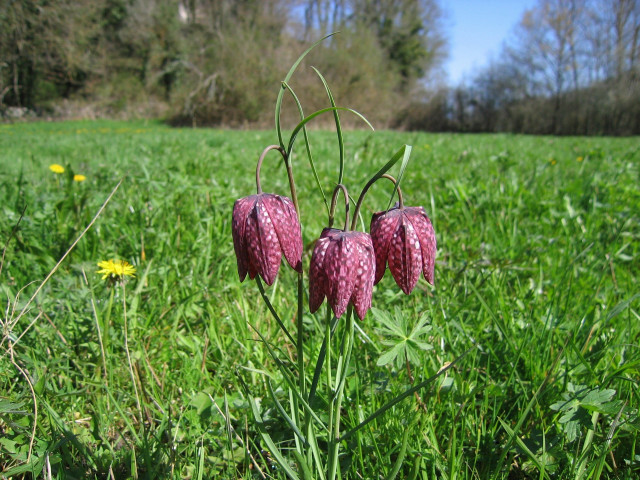 Fritillaire Pintade-Guillaume Doucet - CENB