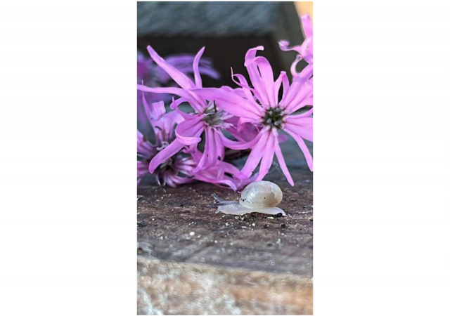 photo d'un bébé escargots