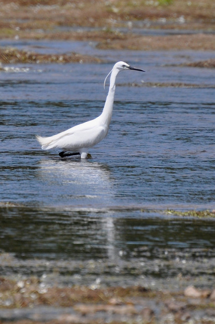 aigrette1©X.Gaillard
