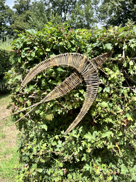 hirondelle