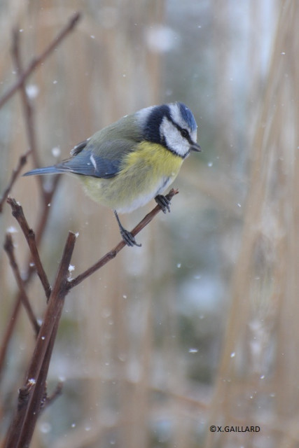 mésange bleue 2©X.Gaillard