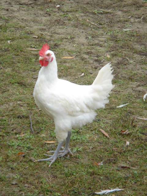 Poulet de Bresse - Office de Tourisme du Pays de la Bresse Bourguignonne