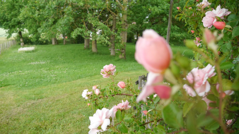 l'Iris des Marais