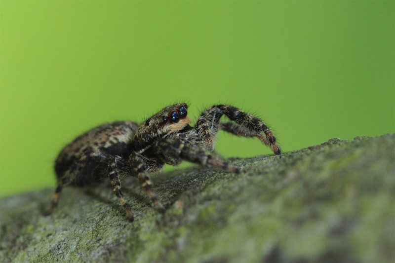 Araignée