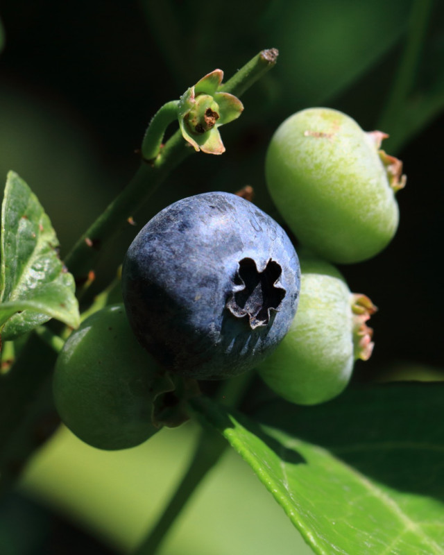 Myrtillier - © Sunny RODA Myrtillier