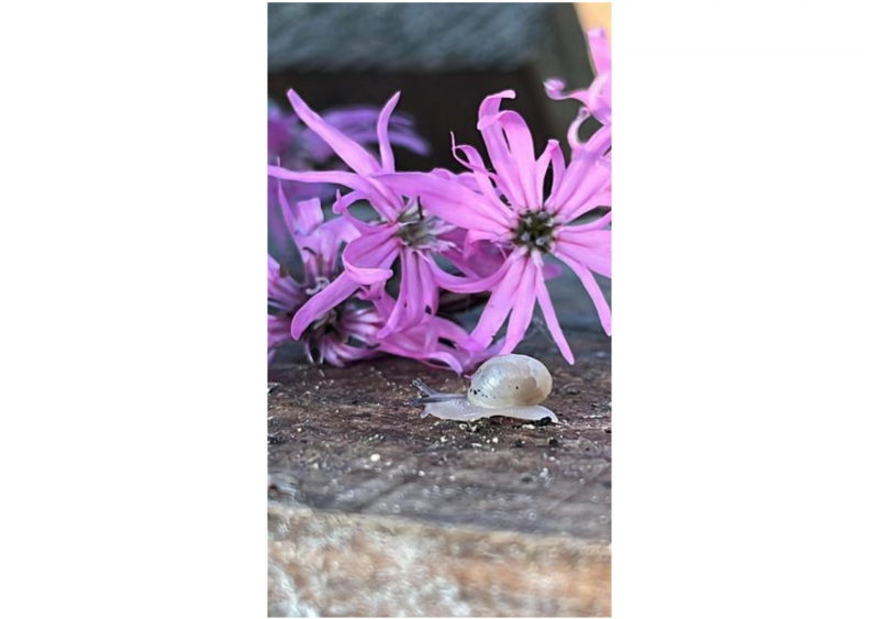 photo d'un bébé escargots