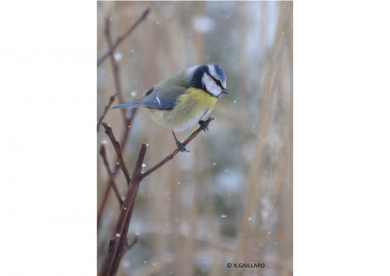 mésange bleue 2-1920px