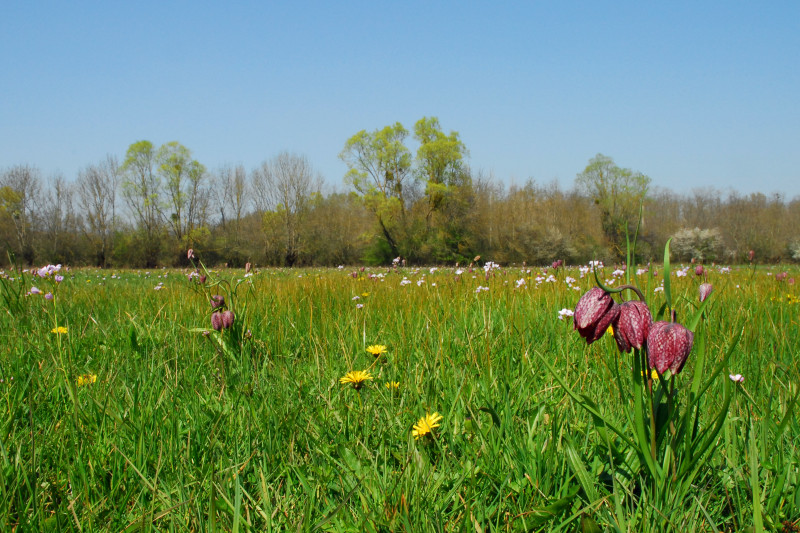 Prairie Ouroux sur Sâone