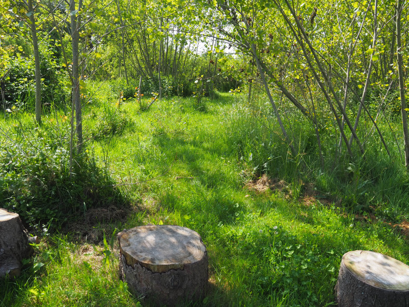 Au coeur de la forêt Jardin