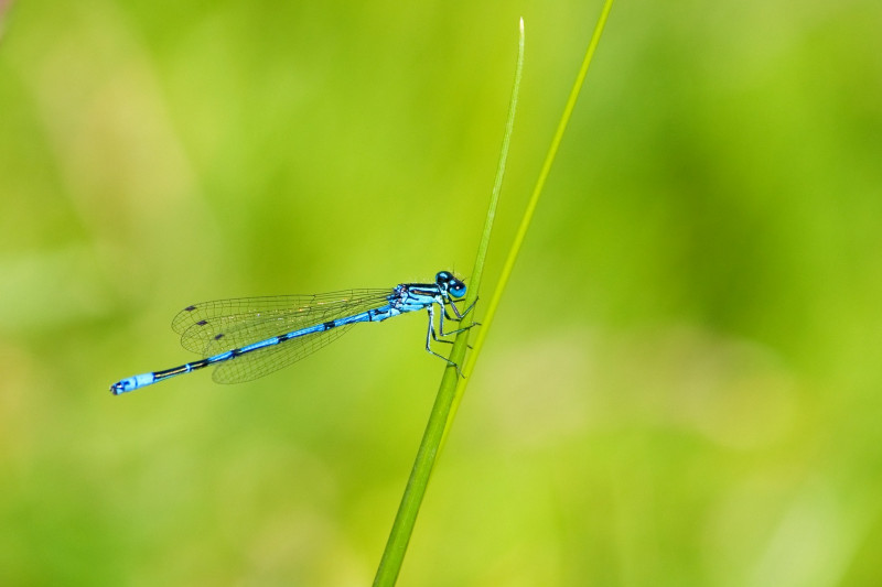 agrion jouvencelle©S.GRE