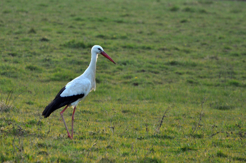 cigogne posée 