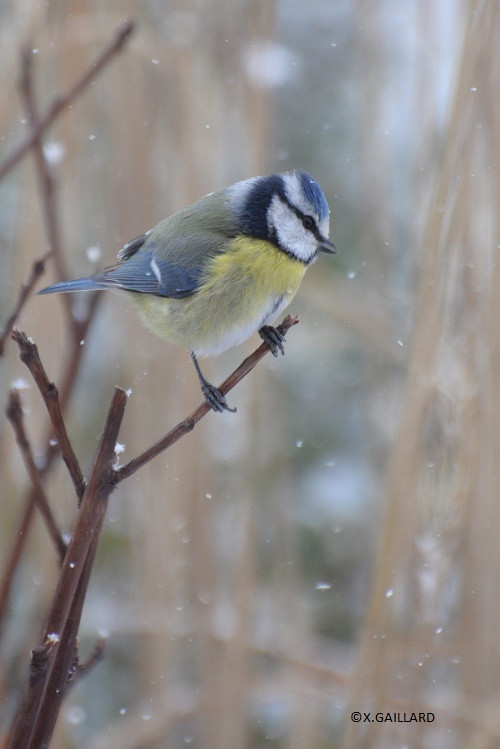 mésange bleue 2©X.Gaillard