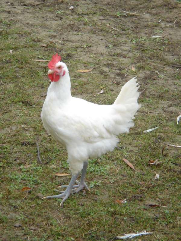 Poulet de Bresse - Office de Tourisme du Pays de la Bresse Bourguignonne